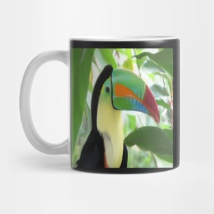 Keel billed Toucan Mug